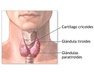 hipotiroidismo1